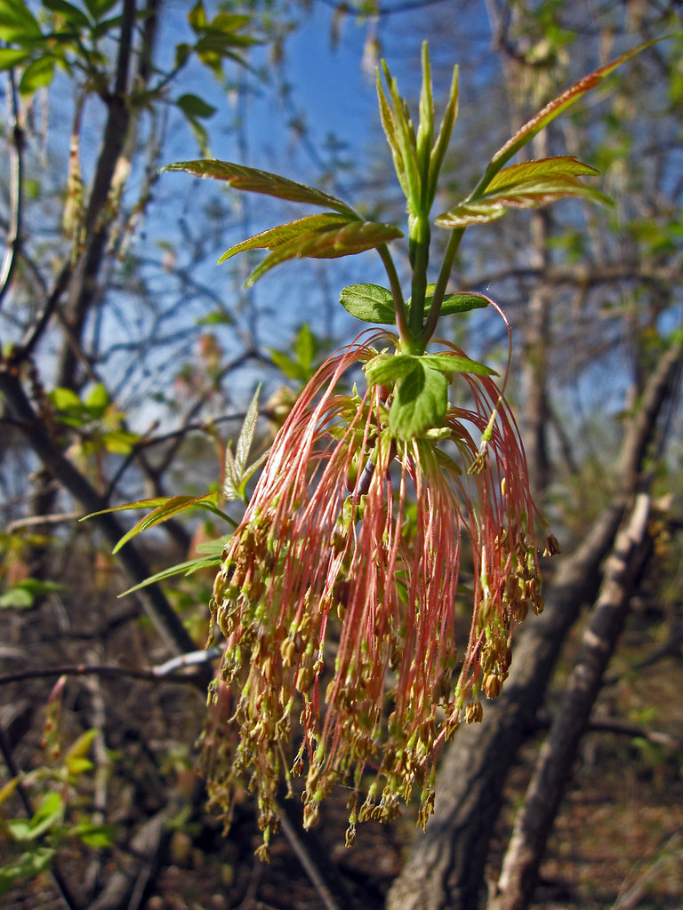 Box Elder Tree Blooming Box Elder Tree Blooming Flickr