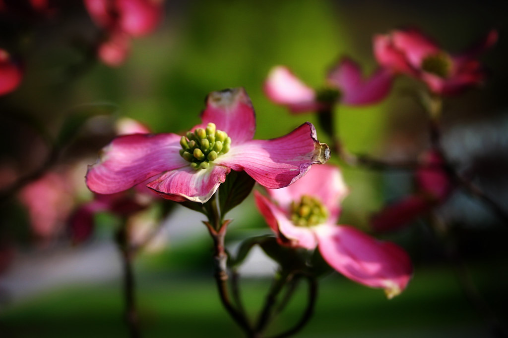 Flowers and more flowers. Flickr