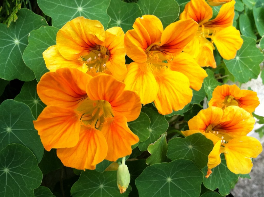 orange and yellow Nasturtiums discovered while walking to … Suzanne