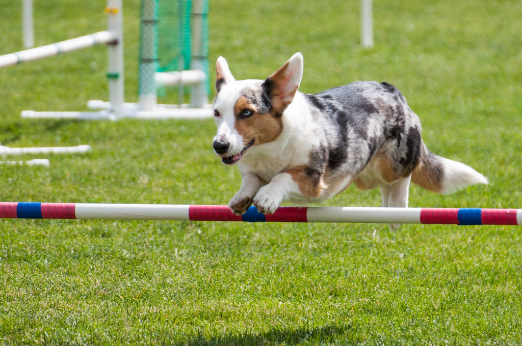 Cardigan Welsh Agility Rachel Flickr