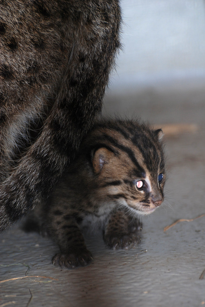 Fishing Cats Born at the National ZooFishing Cats Born at … Flickr