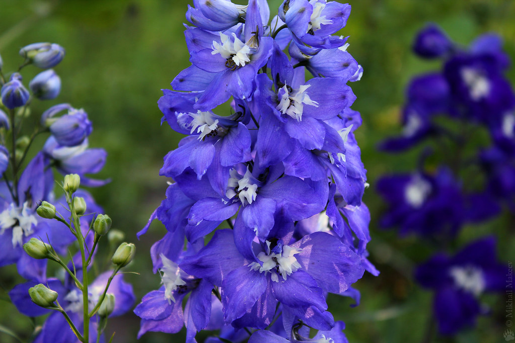 Dowdeswell's Delphiniums, Larkspur, first bloom — Новозела… Flickr