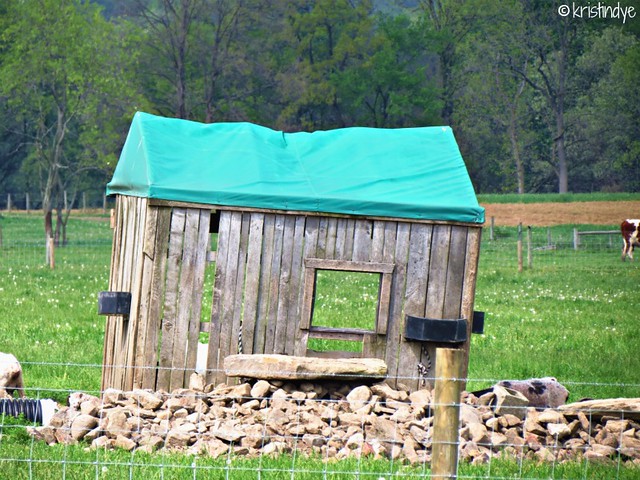 Broken Down Shed* Old shed Amish Country Berlin, Ohio Tak… Flickr