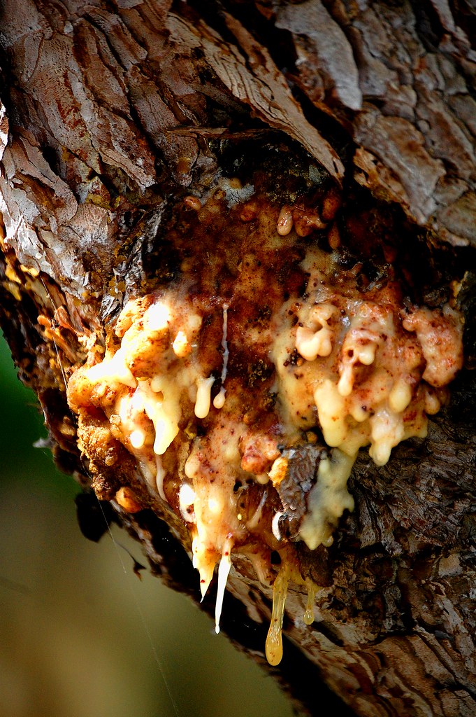 Seeping sap Steve Rawley Flickr