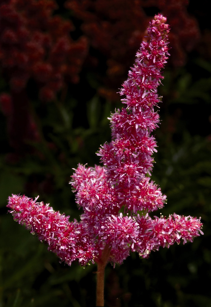 Candy Cane Christmas Tree Hardhack spiraea at the Botanica… Flickr