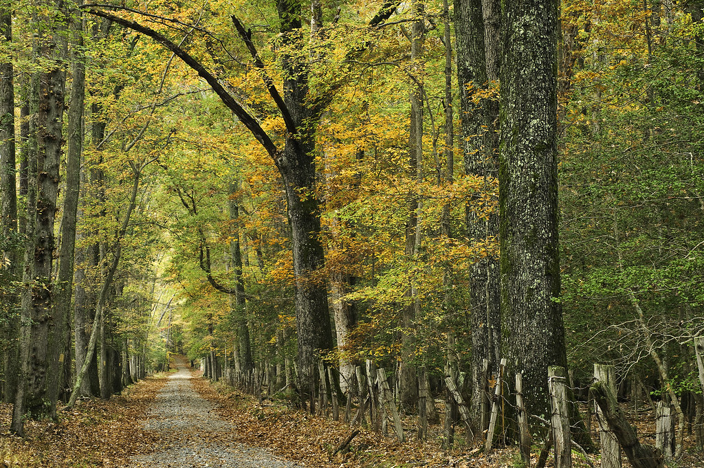 "Tolson" Road Caledon Natural Area. While photographing at… Flickr