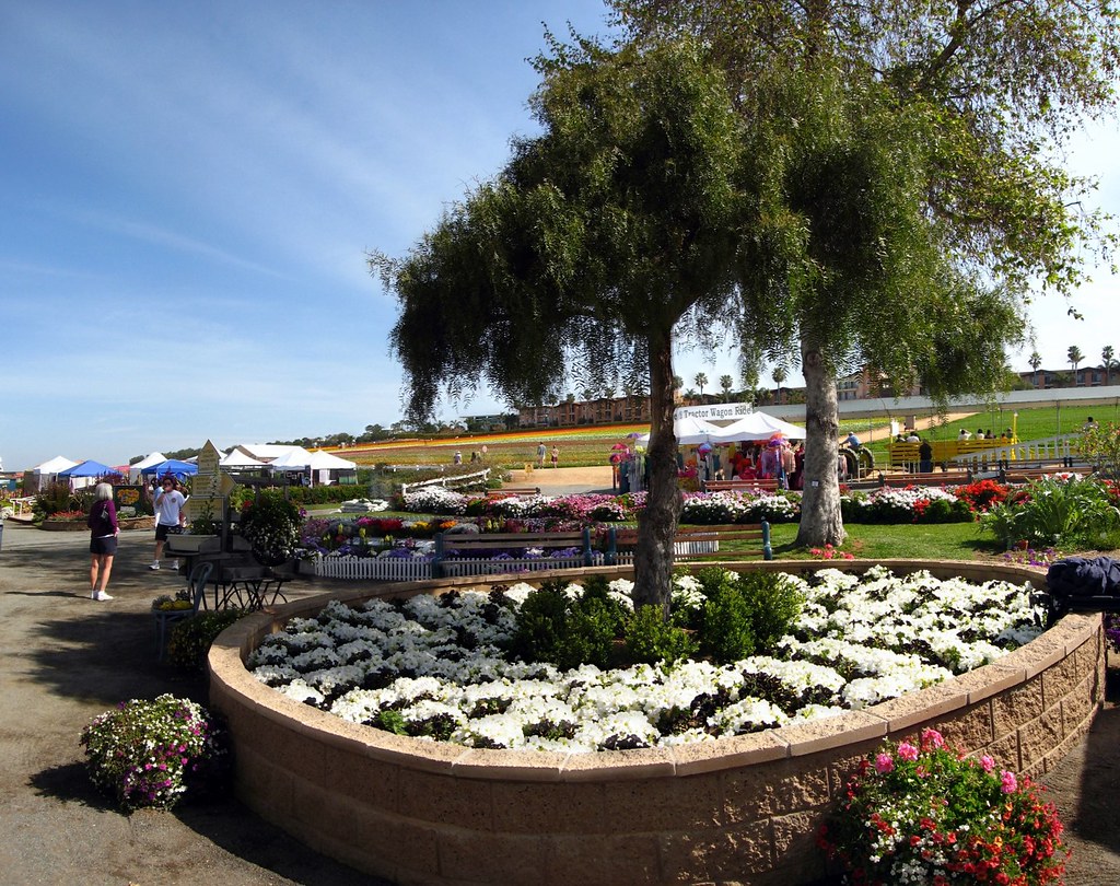 Carlsbad Flower Fields Carlsbad Flower Fields Flickr