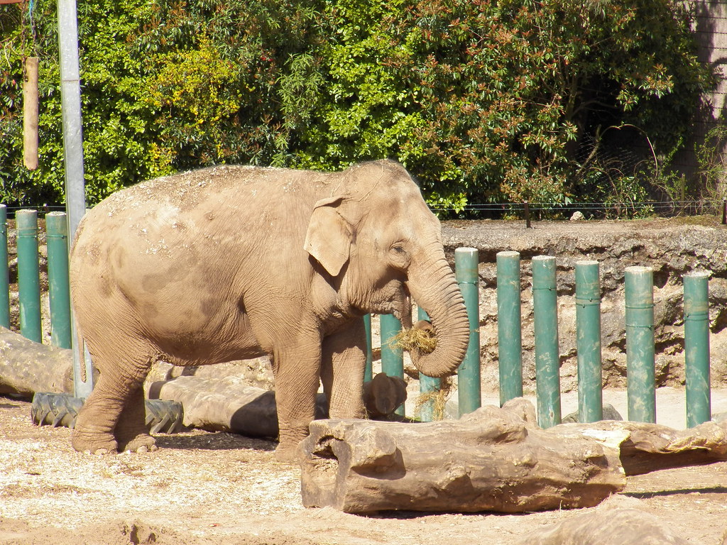 Belfast zoo Elephant Kenny Belfast Flickr