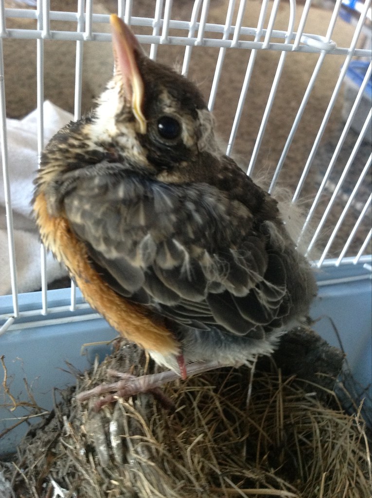 Baby Robin Raising 6/12 helenhindley Flickr