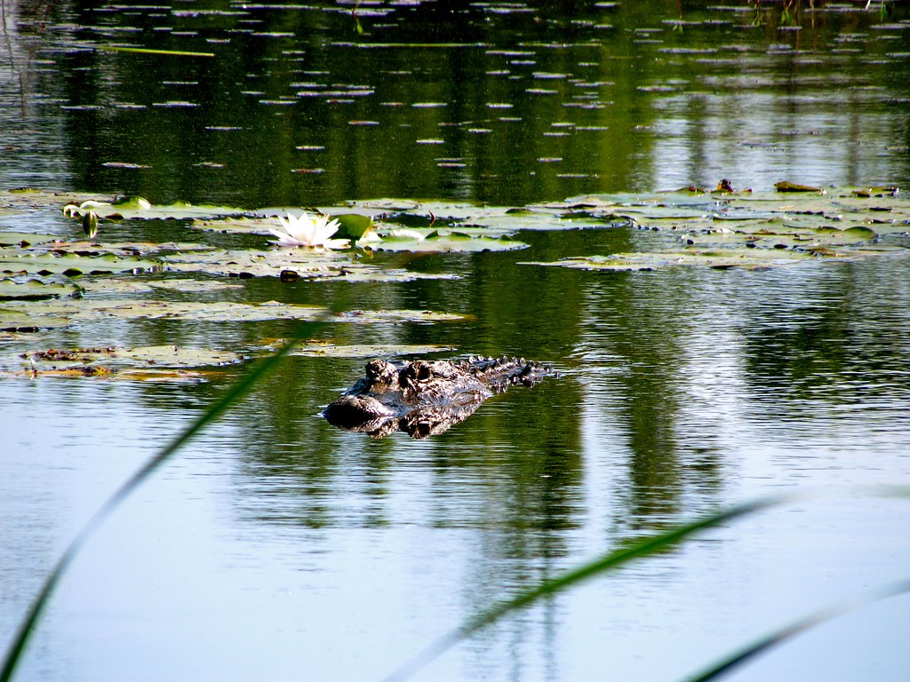 Savannah Savannah Wildlife Refuge Jeff Gunn Flickr