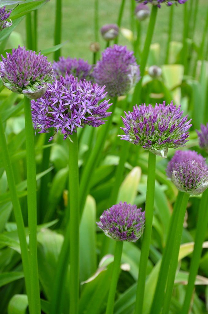 Purple onion flowers Purple onion flowers against green ba… Perl Photography Flickr