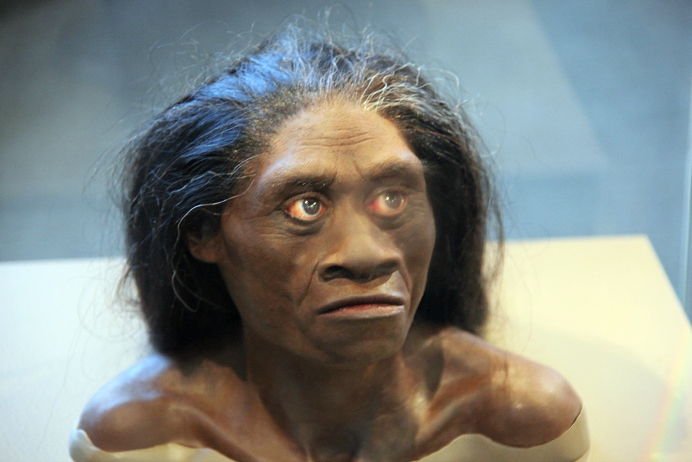 Homo floresiensis adult female model of head Smithsoni… Flickr