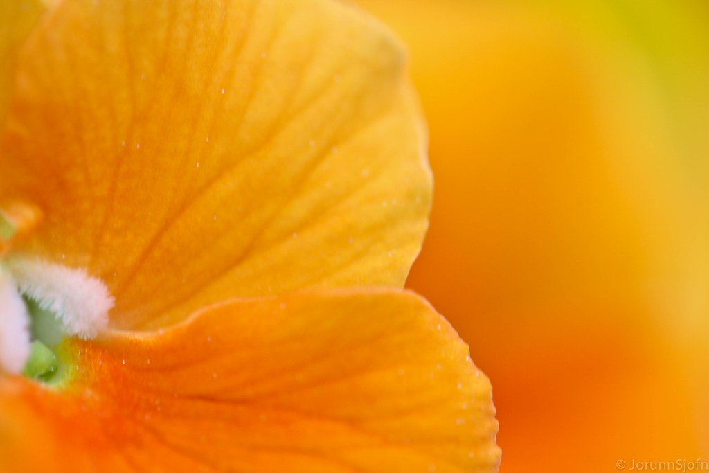 orange luck ok my wish from yesterday did not come true