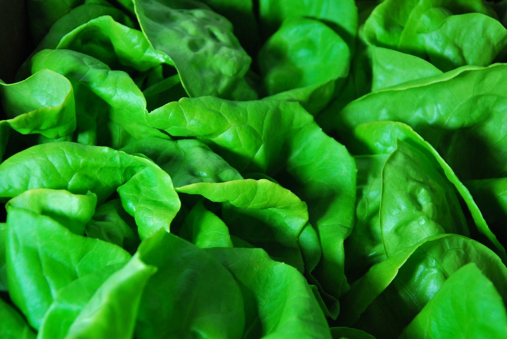 Bibb Lettuce Bibb Lettuce from Zenner Farms; located in Ki… Flickr