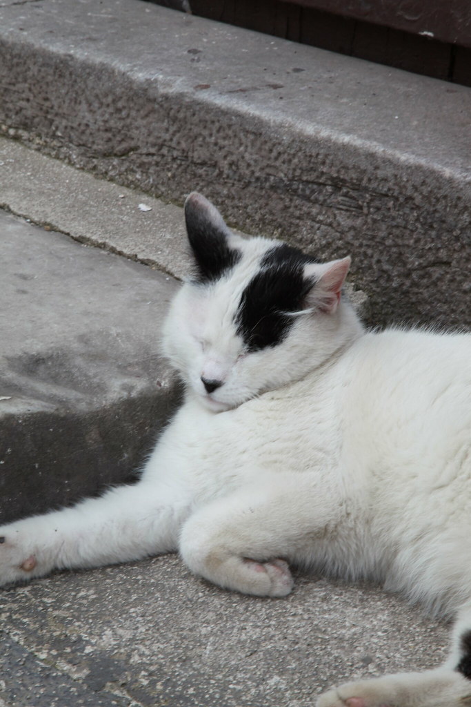 In Turkey, there are lots and lots of cats everywhere, jus… Flickr