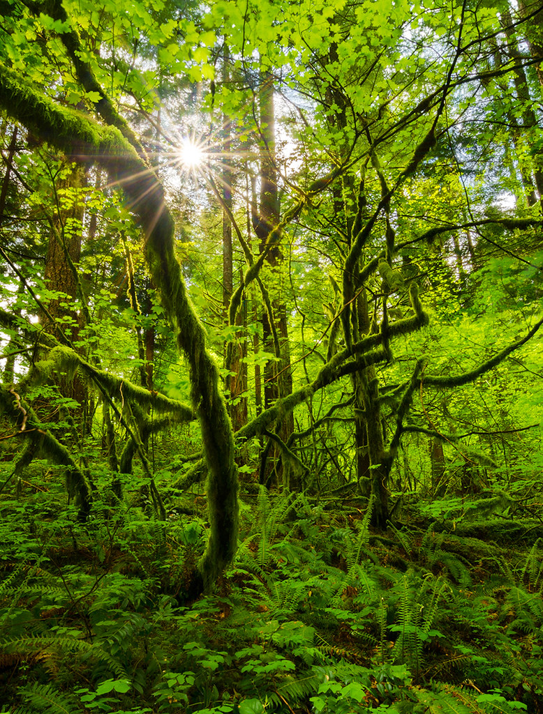 Enchanted Spring Enchanted Spring My obsession with moss d… Flickr