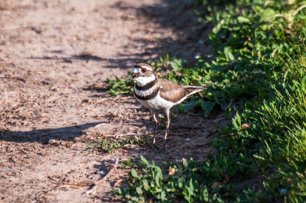 Killdeer Photographed in Salt Lake City, Utah. Robinsegg Flickr