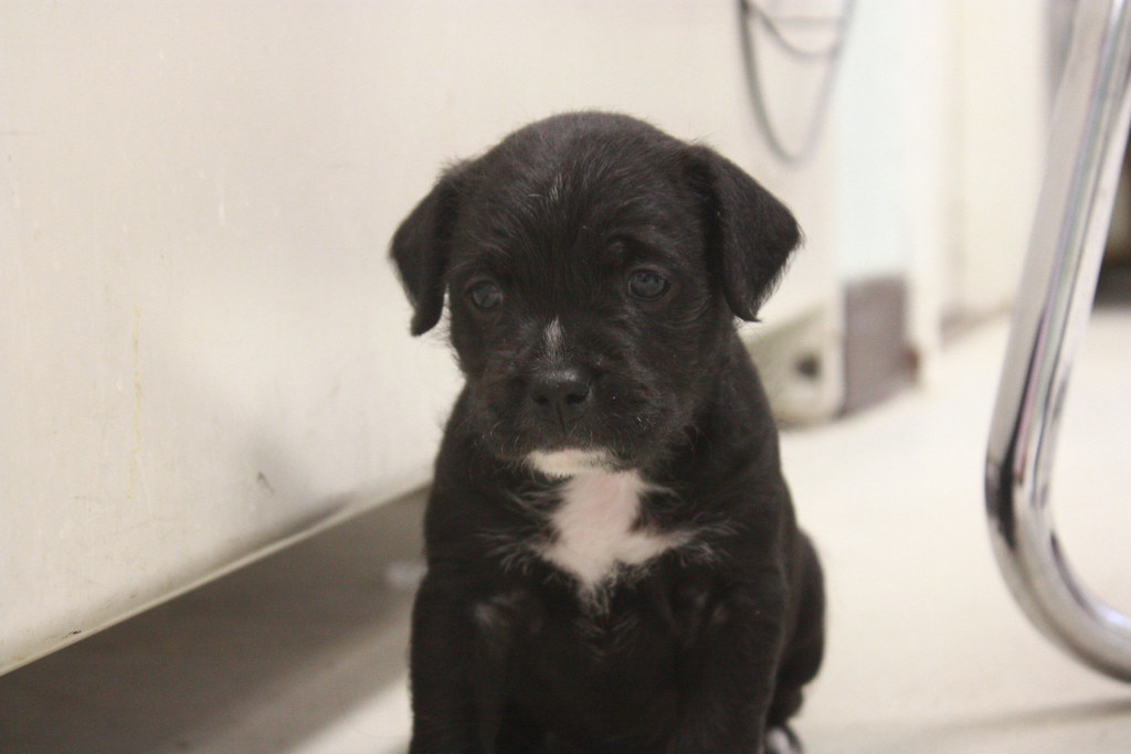 IMG_2707 Lowell Humane Society Flickr