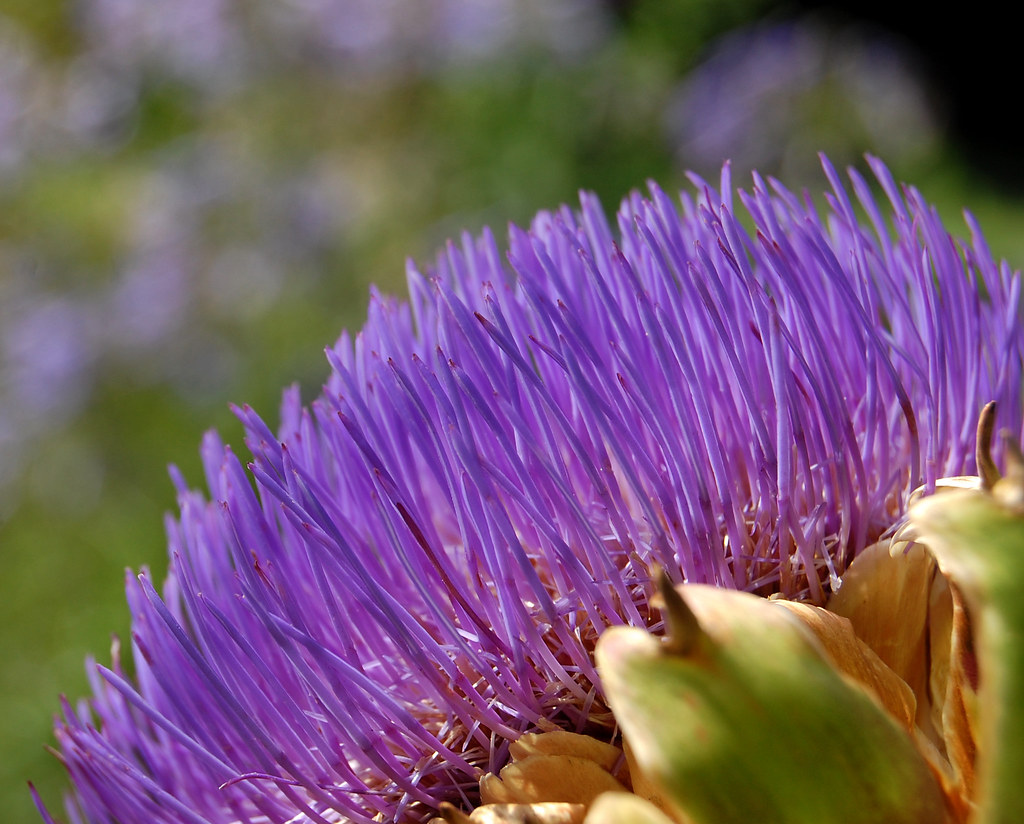 Unknown Flower!! Taken at Walmer Castle, Deal in Kent. sally61 Flickr