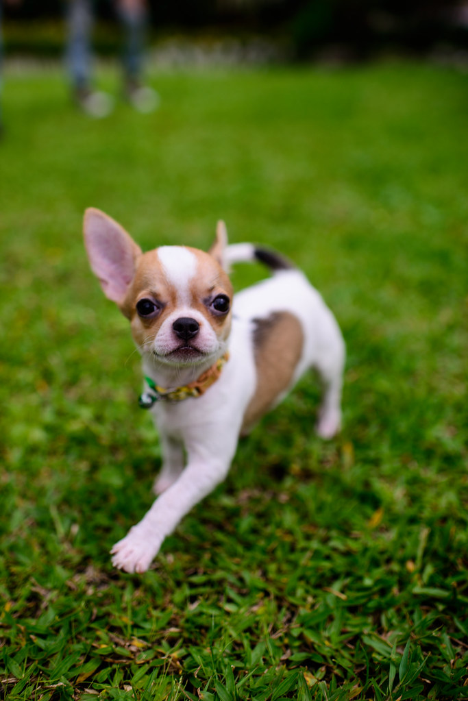 Teacup Chihuahua Gonzalez Flickr