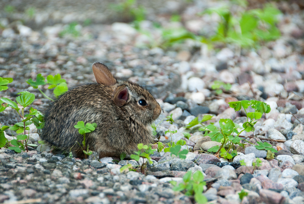 Mini Rabbit A rabbit sitting on my weedinfested pathway