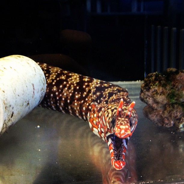 The Japanese Dragon eel TheHipsterHater Flickr