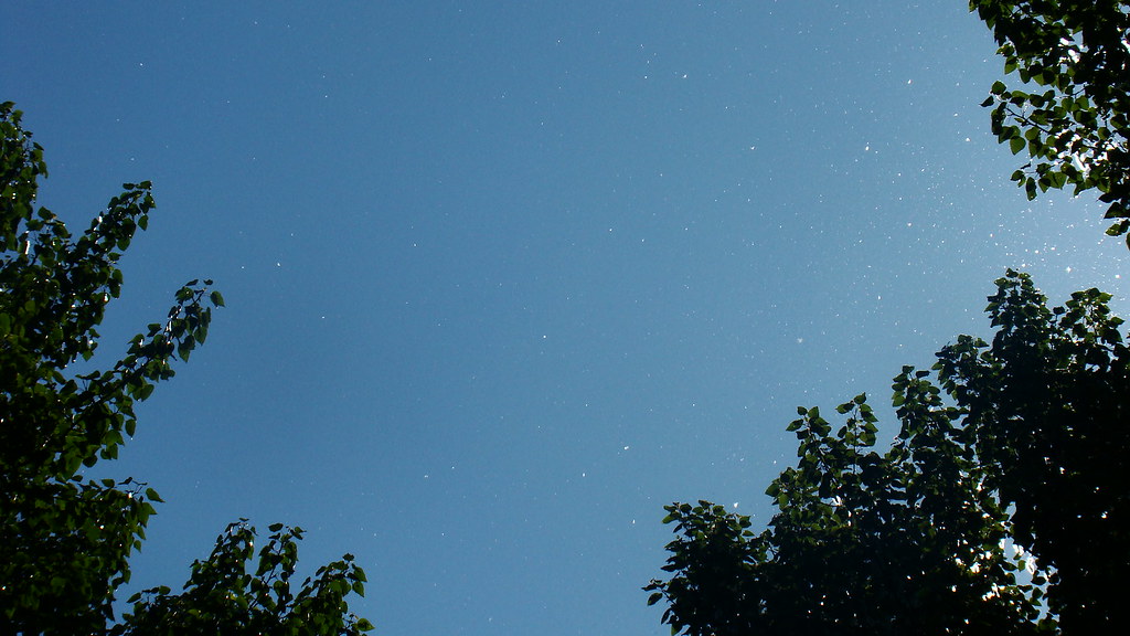 Cottonwood trees shedding in the breeze Cottonwood trees s… Flickr