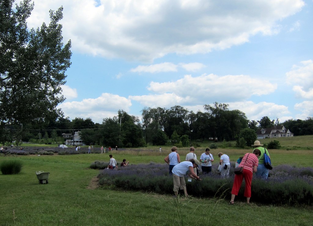 Pennsylvania Lavender Festival, Willow Pond Farm, Fairfiel… Flickr