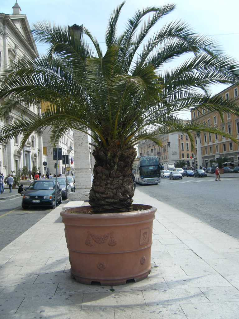 Palm tree in Rome Potted palm in the middle of Rome StormKatt Flickr