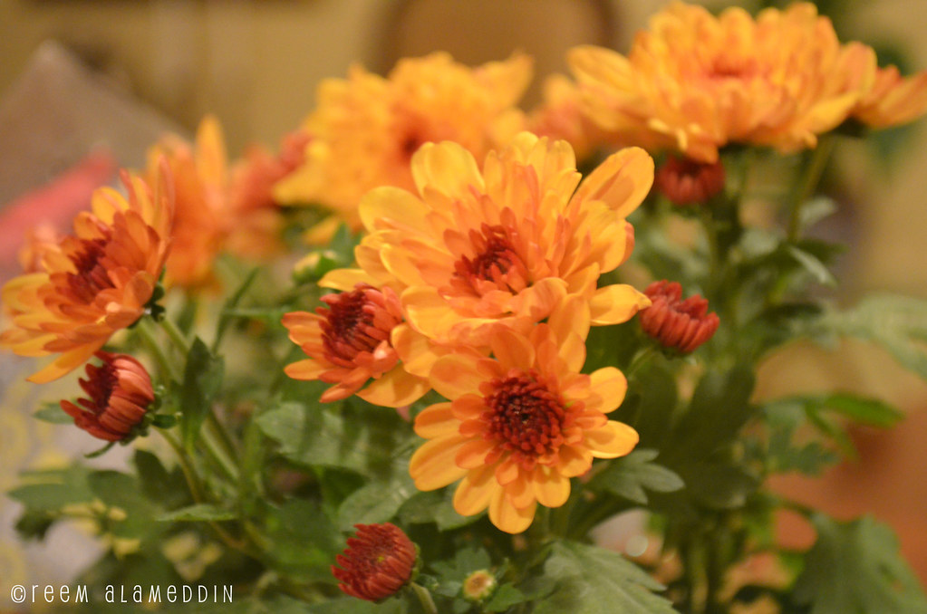 Flowers! Amman Jordan Reem Alameddin Flickr