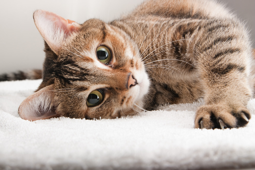 Rose Safe Haven For Cats Adopted!!! EmJ Photography Flickr