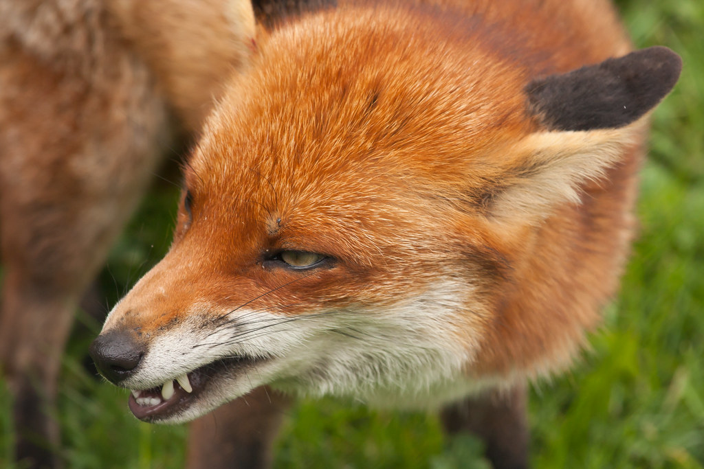 Fox showing teeth British Wildlife Centre nichbar Flickr