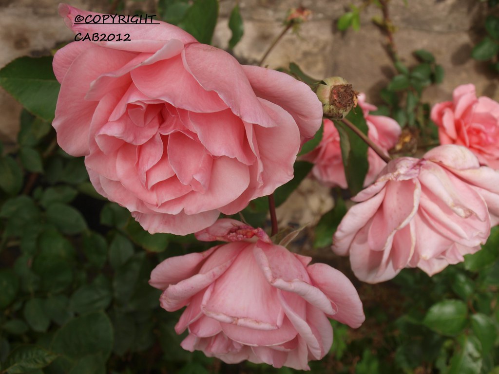 three pink roses...roses grow on you.. thats what they say… Flickr