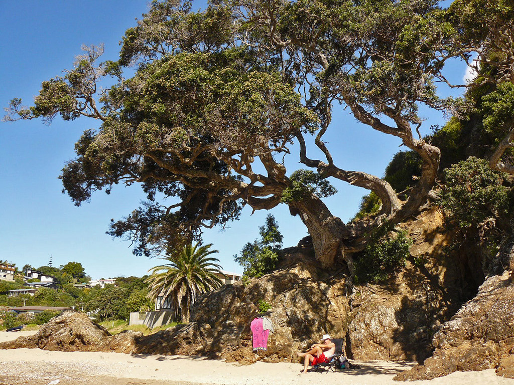 Pohutakawa trees respected at Palm Beach These trees were … Flickr