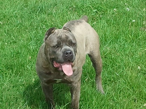 Female cane corso Female cane corso out of big blue and