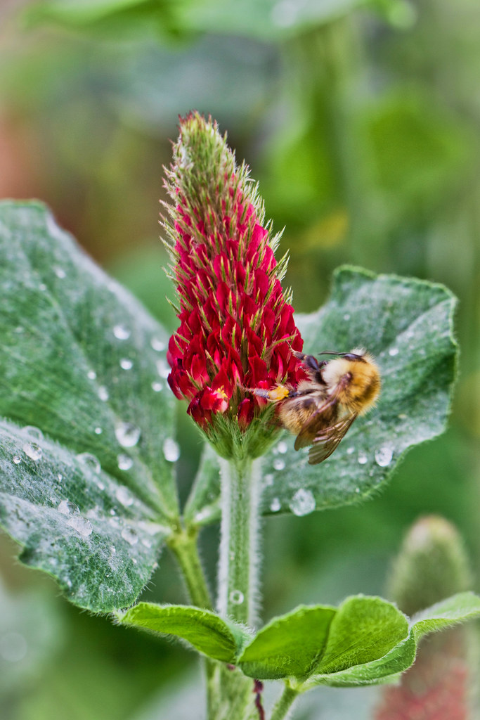 Fleur de trèfle rouge. Plante vivace originaire d'Europe