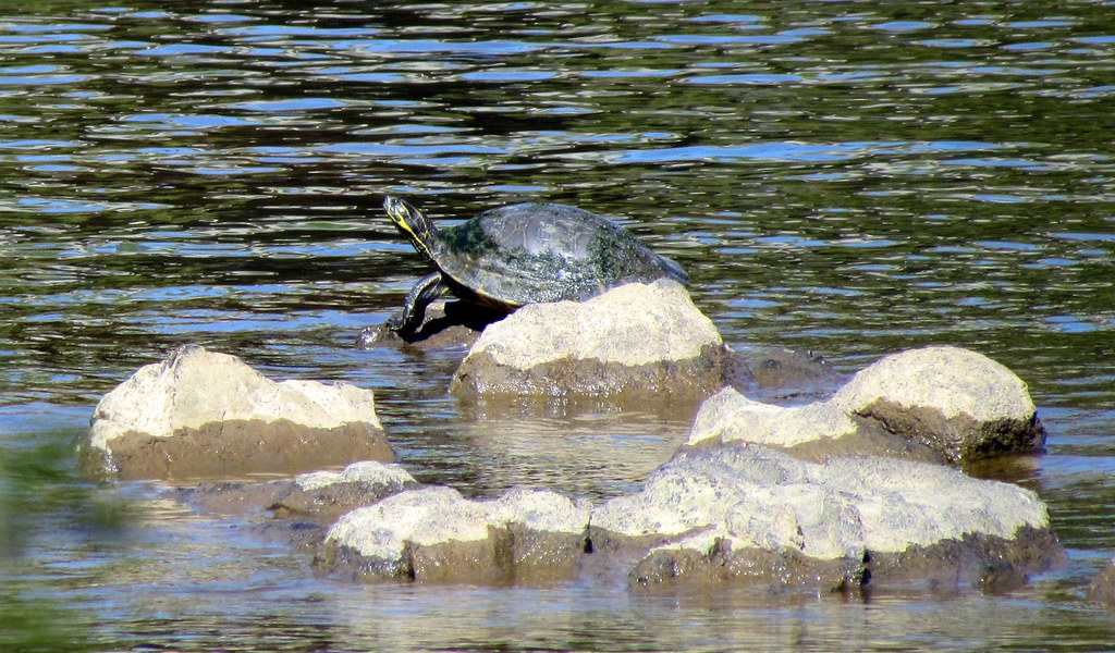 Turtles Haw River Trail Saxapahaw NC 6523 Haw River Trail … Flickr