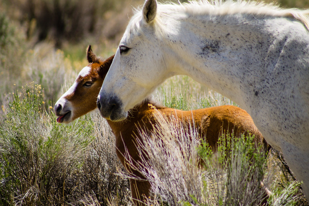 Wild Horses Carson CIty, Nevada Scott Schrantz Flickr