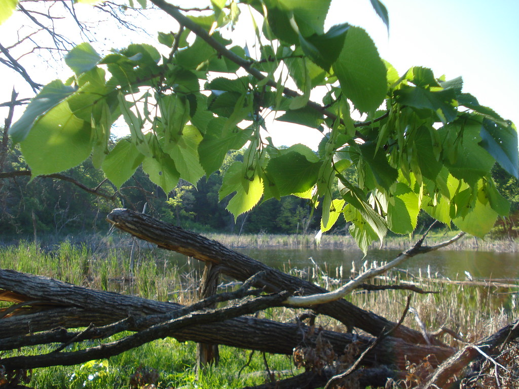 Linden fruit & Linden pond Formally basswood pond but usin… Flickr