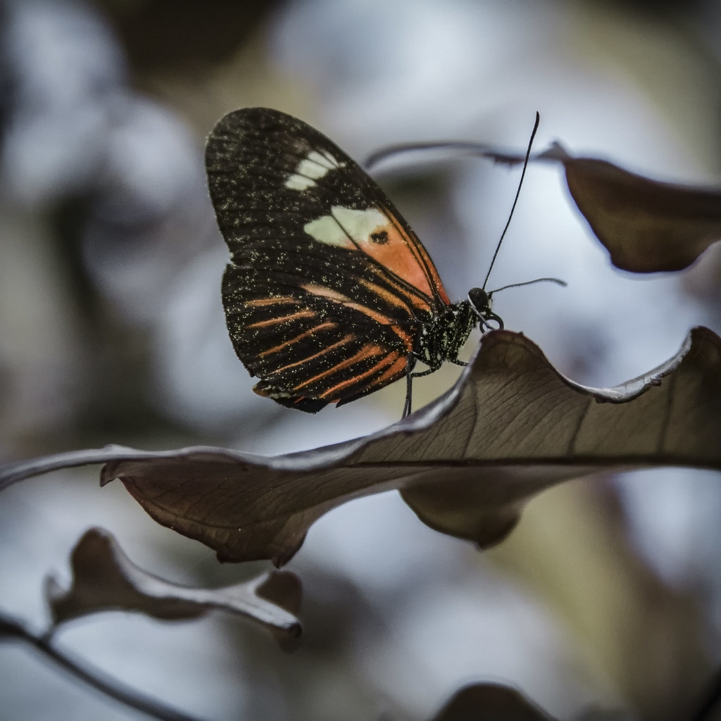Butterfly HouseCallaway Gardens HMM! Sally Hale Flickr