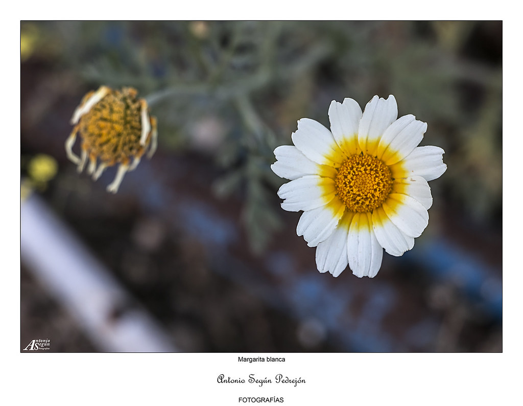 Margarita Blanca Margarita, está linda la mar, y el viento… Flickr