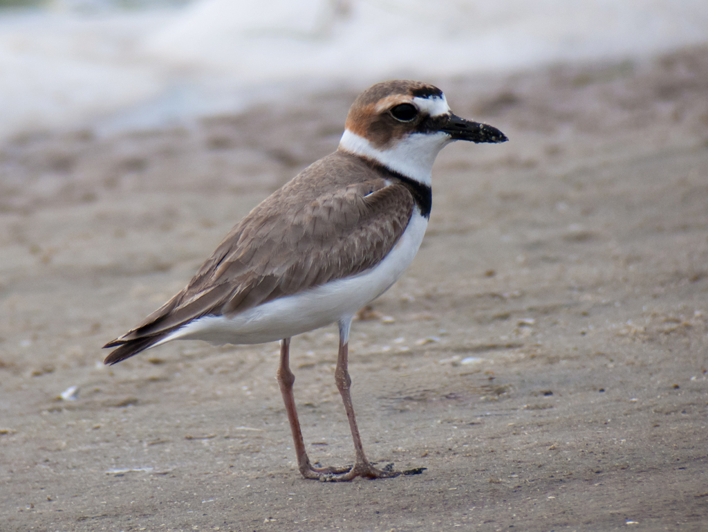 Wilson's Plover Male 0343 Male Wilson's Plover at East… Flickr
