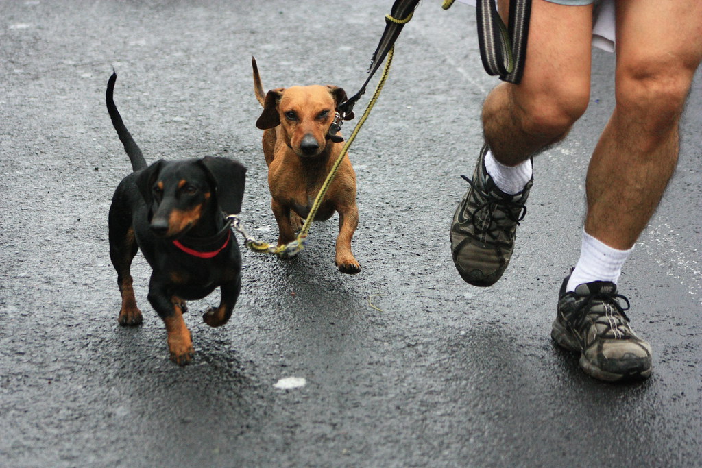 Runner dogs Iván F. Irigoyen Flickr