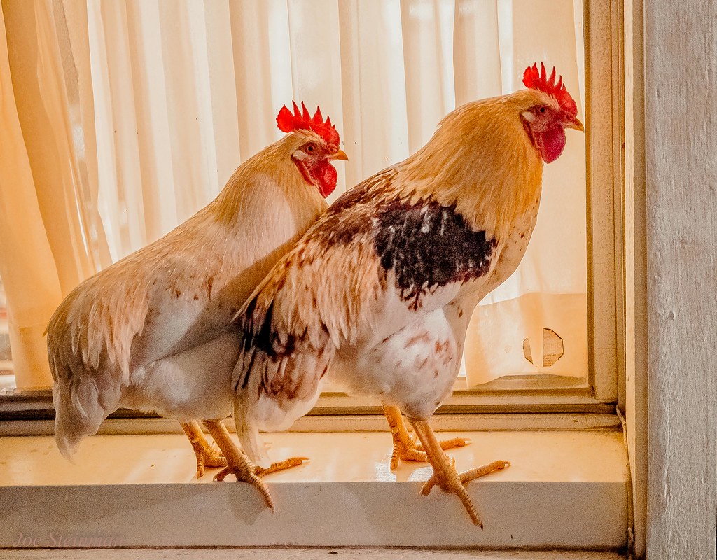 Always Together These two roosters always hang out at the … Flickr