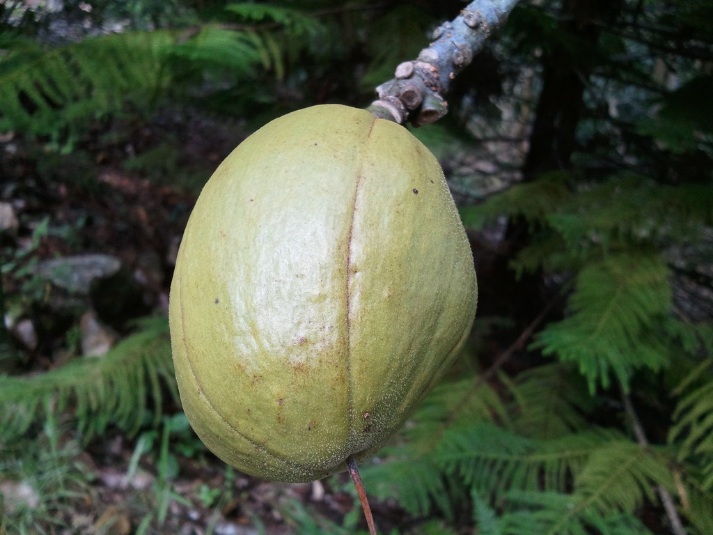Water Chestnut Pod Pachira Aquatica Queensland, Australia Gillian