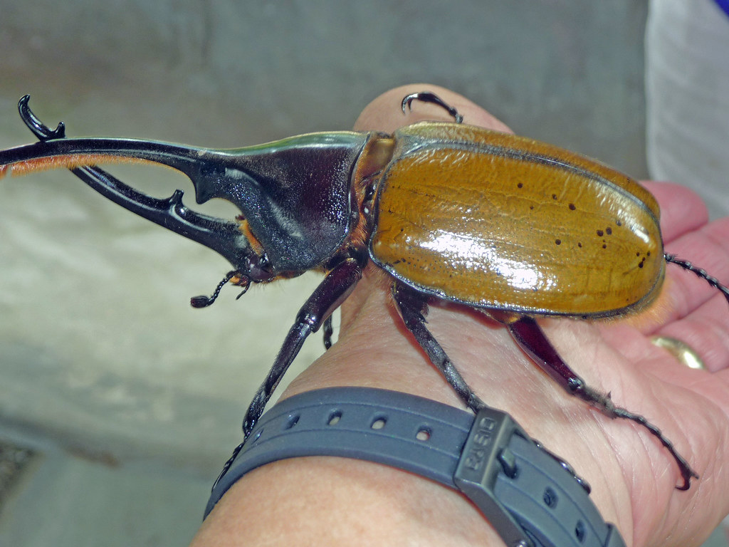 P1030528 Costa Rican beetle wslewis10 Flickr