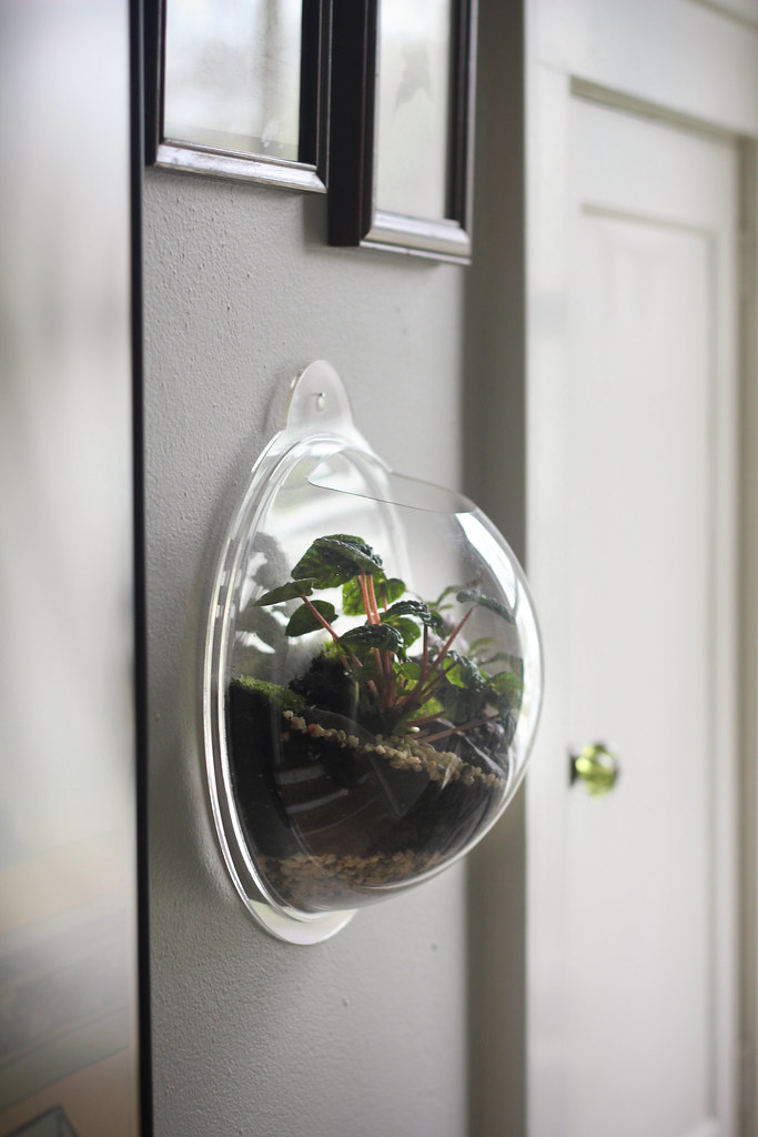 Wall Terrarium Josh Leo Flickr