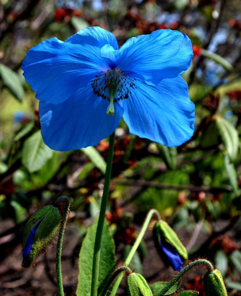 Blue Lovely blue bloom at the Botanic gardens Glenn McNaughton Flickr