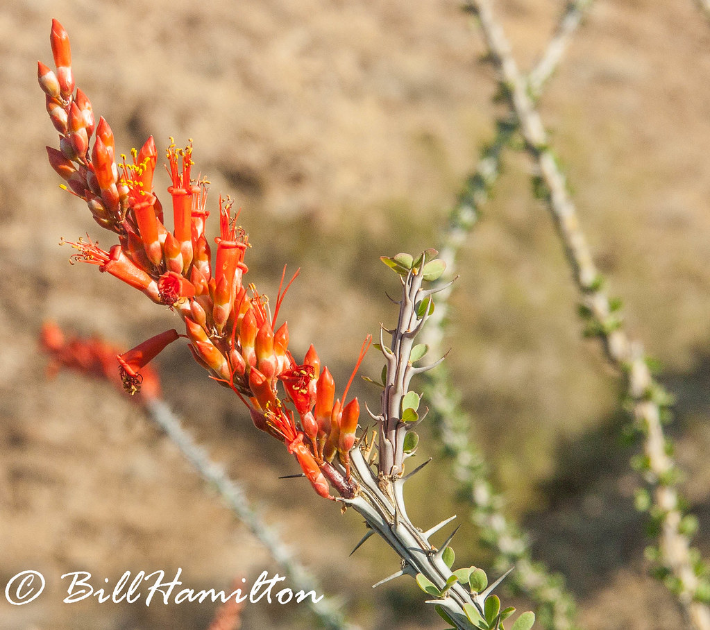 Avas Flowers Yuma Az Yuma with flowers to the yuma home