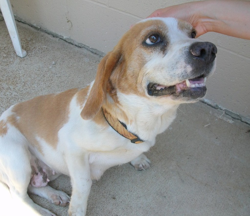 Female, 6Yrs 1 Months tan/white Beagle Dog 207286 Avail 6/… Flickr